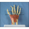 Desk Type Model Natural Size Hand Joint Skeleton Model with Ligaments